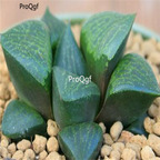 250usd Ngryise 50pcs haworthia comptoniana seed
