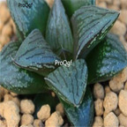 250usd Ngryise 50pcs haworthia dabaisha seed
