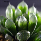 250usd Ngryise 50pcs haworthia dielsiana seed