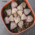 250usd Ngryise 50pcs haworthia emelyae Poelln seed