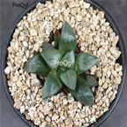 250usd Ngryise 50pcs Haworthia bayeri seed