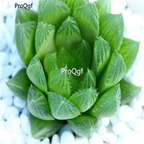 250usd Ngryise 50pcs Haworthia cymbiformis seed