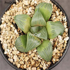 250usd Ngryise 50pcs Haworthia mutica seed