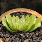 250usd Ngryise 50pcs Haworthia Schonland seed