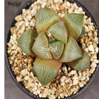 250usd Ngryise 50pcs haworthia magnifica  splendens seed