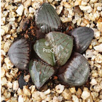 250usd Ngryise 50pcs haworthia riyuetan seed