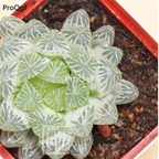250usd Ngryise 50pcs white potted cooperi seed