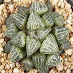 250usd Ngryise 50pcs haworthia Yuki Keshiki seed