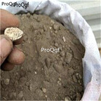 15usd Ngryise 50gram bone soil