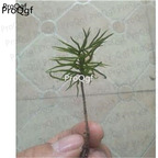 28usd Ngryise 10pcs Climaciaceae plant