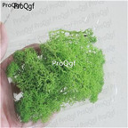 28usd Ngryise 5pcs deer moss plant