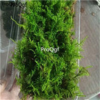 28usd Ngryise 5pcs feather moss plant