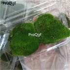 28usd Ngryise 5pcs duoduo moss plant