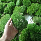 28usd Ngryise 5pcs marimo moss plant