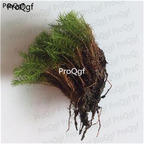28usd Ngryise 5pcs Polytrichum commune moss plant