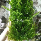 28usd Ngryise 5pcs pudeng light moss plant