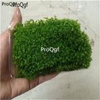 28usd Ngryise 5pcs red-crowned crane xianhe moss plant