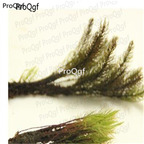 28usd Ngryise 5pcs Rhizogonium dozyanum plant