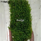 28usd Ngryise 5pcs Rhytidium rugosum plant