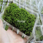 28usd Ngryise 5pcs star moss plant
