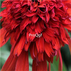 18usd dark red Ngryise 2000pcs Echinacea Purpurea seed