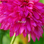 18usd dark purple Ngryise 2000pcs Echinacea Purpurea seed