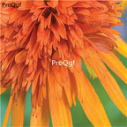 18usd orange Ngryise 2000pcs Echinacea Purpurea seed