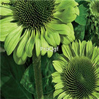 18usd green Ngryise 2000pcs Echinacea Purpurea seed
