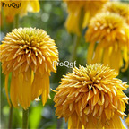 18usd yellow Ngryise 2000pcs Echinacea Purpurea seed