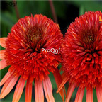 18usd dark red Ngryise 2000pcs Echinacea Purpurea seed