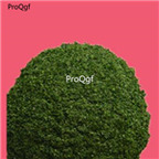 29usd Ngryise 50gram Seaweed extract