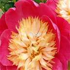 21usd Ngryise 300pcs 'Bowl of Love' peony seed