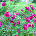 21usd Ngryise 300pcs 'Coral Charm' Purple Peony seed