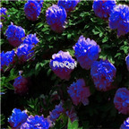 21usd Ngryise 300pcs Dark Blue Peony seed