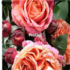 21usd Ngryise 300pcs double champagne peony seed
