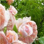 21usd Ngryise 300pcs double petal pink peony seed