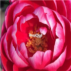 21usd Ngryise 300pcs First Case Red peony seed