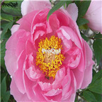 21usd Ngryise 300pcs fragrant pink peony seed