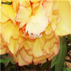 21usd Ngryise 300pcs golden yellow peony seed