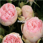 21usd Ngryise 300pcs Jin ling Pink peony seed