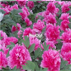21usd Ngryise 300pcs King Flower purple peony seed