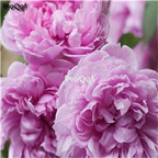 21usd Ngryise 300pcs light purple peony seed