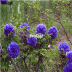 21usd Ngryise 300pcs rare blue peony seed