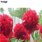 21usd Ngryise 300pcs Rare Crimson Red peony seed