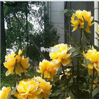 21usd Ngryise 300pcs rare yellow peony seed
