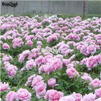 21usd Ngryise 300pcs uLi Lady Light Pink