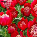 21usd Ngryise 300pcs 'Walter Mains' seed