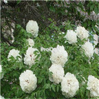 21usd Ngryise 300pcs White Peony seed