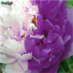21usd Ngryise 300pcs White With Purple Fresh peony seed