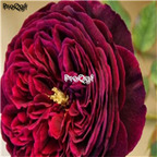 21usd Ngryise 300pcs wine red peony seed